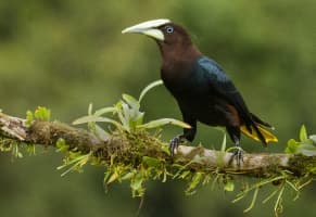 f) Cantos de aves y chasquidos de animales