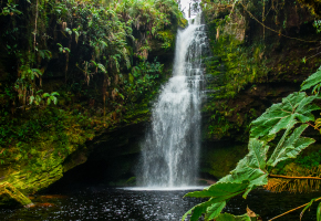 Forest/jungle/mountain