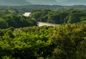 d) Bosques andinos y áreas protegidas