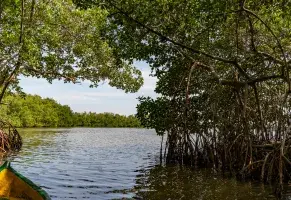 f) Explorar territorios remotos​