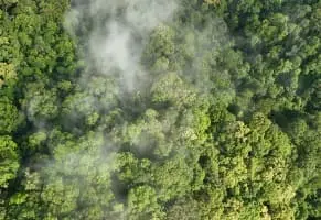 a) Húmedos, con vegetación.​